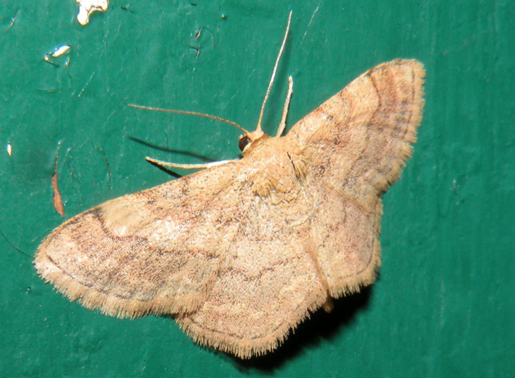 Idaea o Scopula?